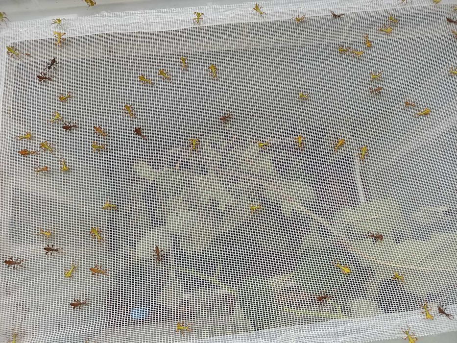 Liśćce Phyllium elegans, mimetyzm jak patyczaki, owady młode, za 20szt