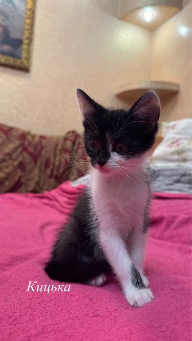 Віддамо котеня в добрі руки