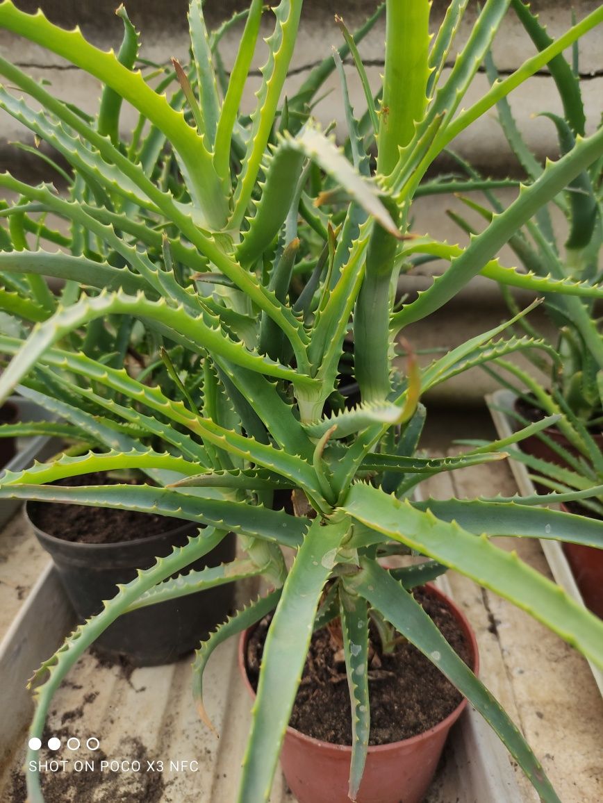 Aloes Kwiat doniczkowy