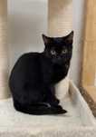 Lancelot - malutki, czarny kot do adopcji!