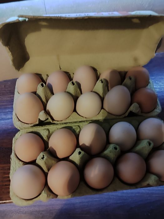 Jajka wiejskie ekologiczne