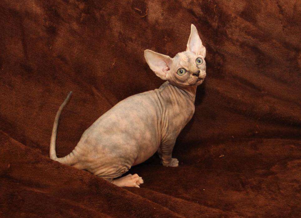 Голубоглазые котята