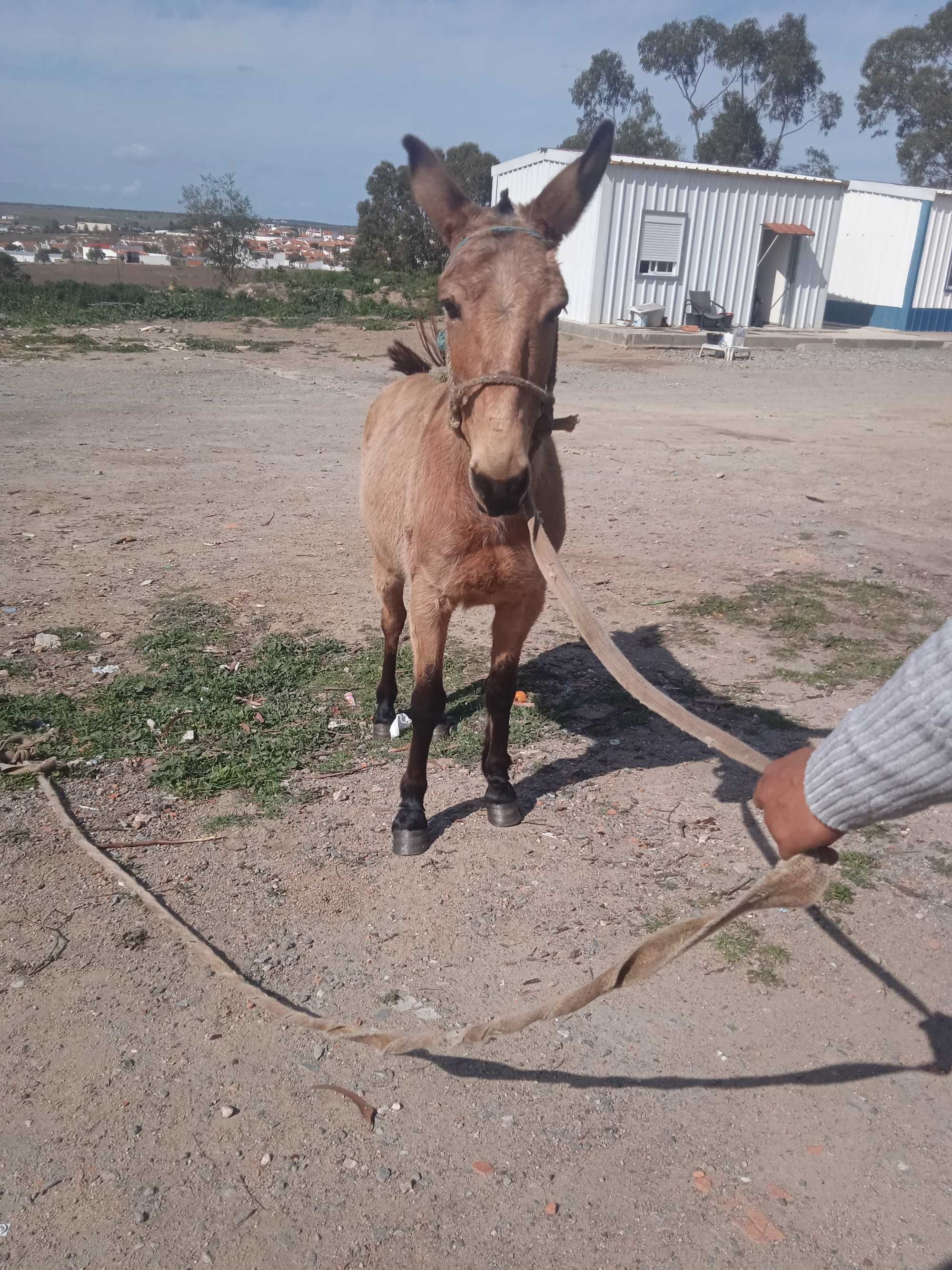 Vende_se macho bem engatado