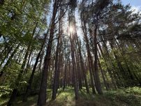 Продаж ділянки 40 с. з видом на сосновий ліс