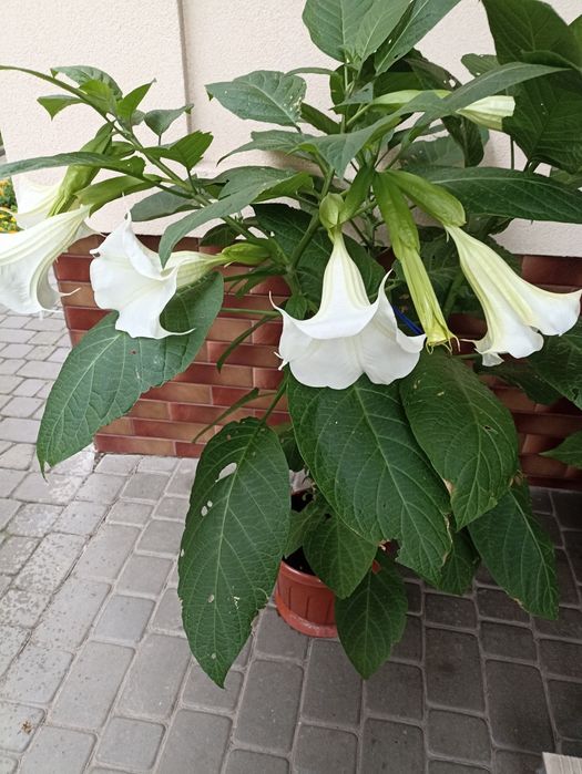 Бругменсія біла, жовта, рожева