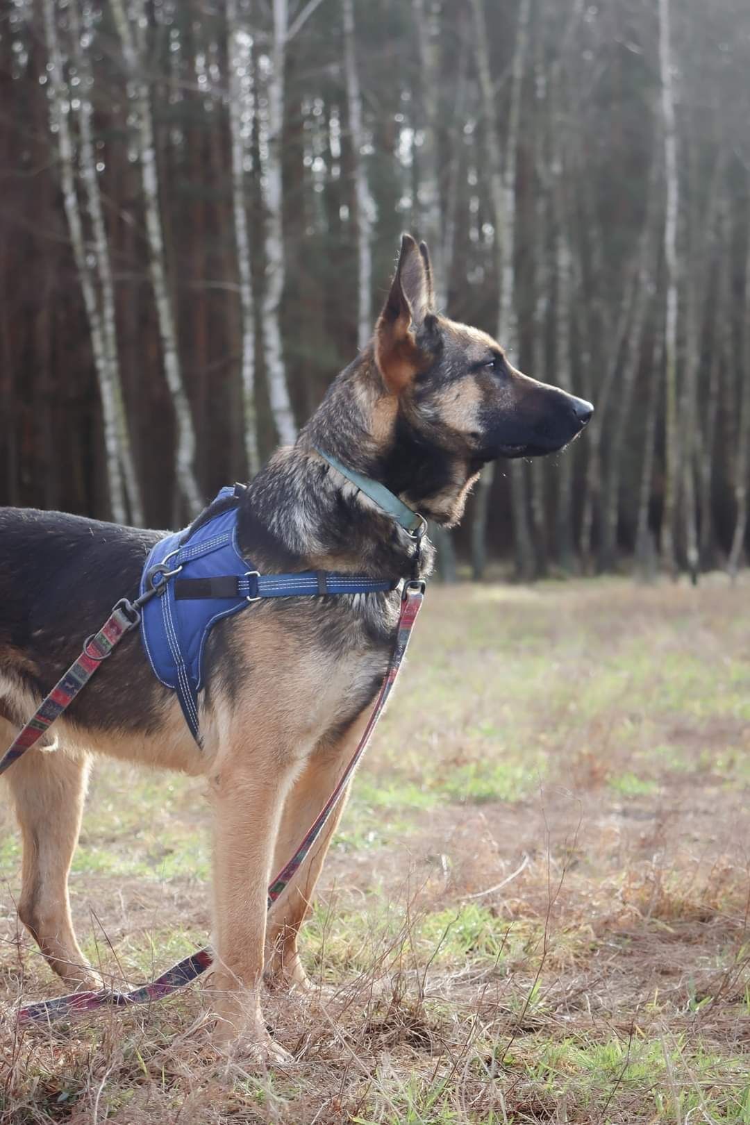 Rambo ale nie jak sfilmu, jestem kochany i pszyjazny