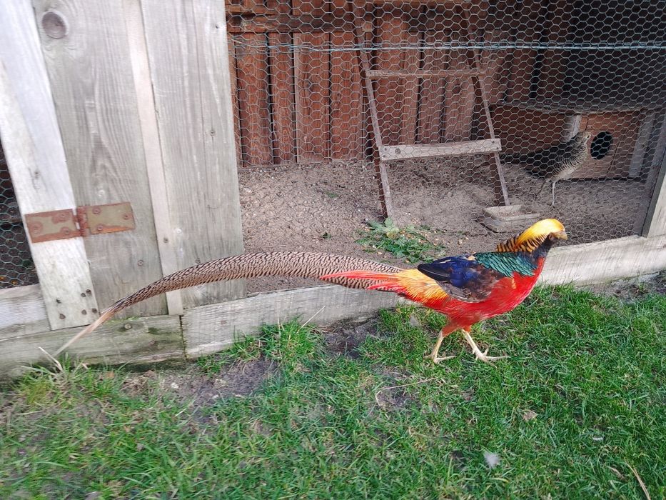 Bażant czerwony złocisty Górnik