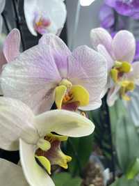 Редкая орхидея фаленопсис