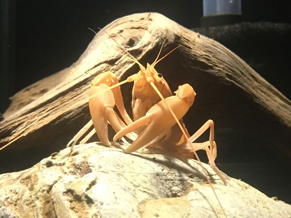 Rak Cherax Holthuisi/rak morelowy/Apricot młode okazy