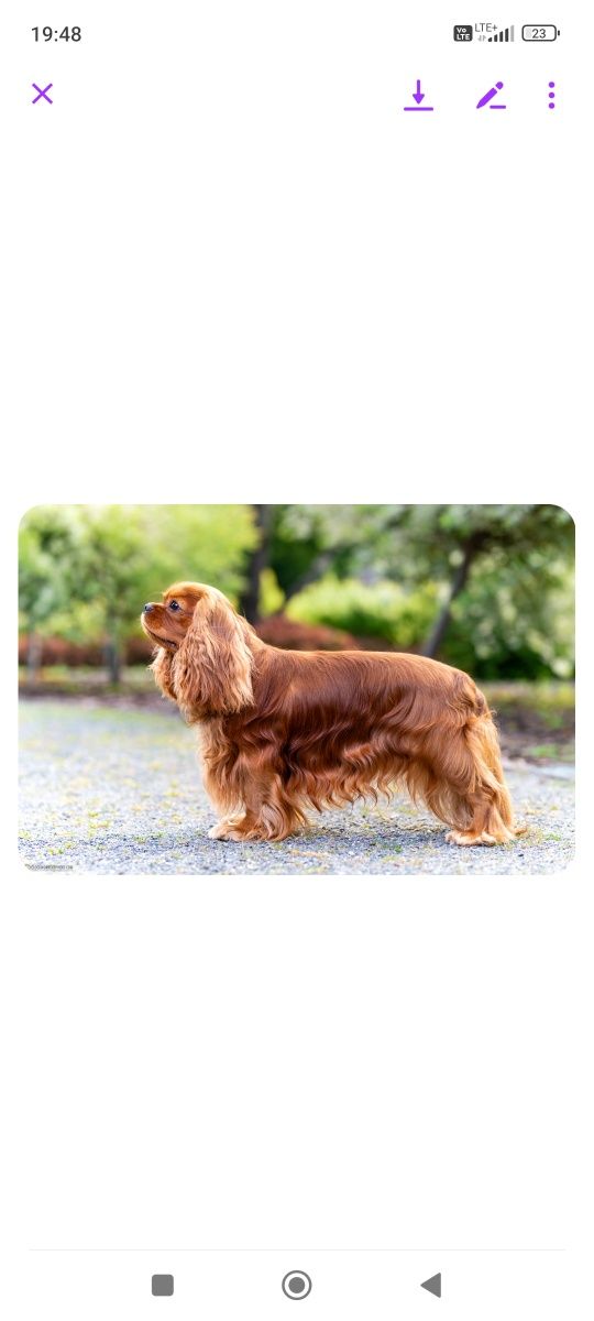 Cavalier King Charles Spaniel