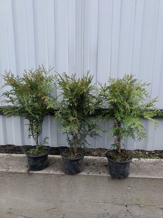 Продам колумна, смарагд,брабант, літл чемпіон, літл гігант, суеціка