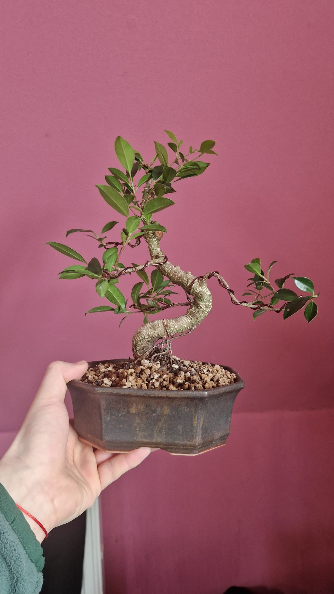 Bonsai ficus retusa