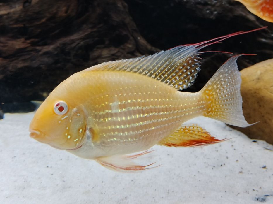 HECKELII ALBINO-Acarichthys adultos