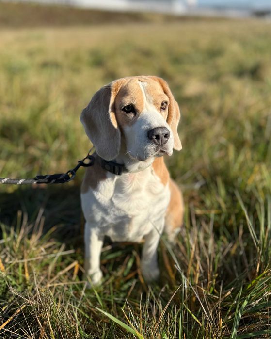 Daisy - 4 letnia suczka beagle szuka kochającego domu!