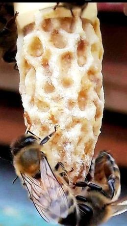 Пчеломатки итальянки,бакфаст