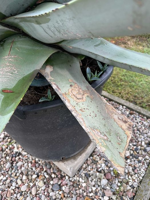 Sprzedam  25 letnią Agawę