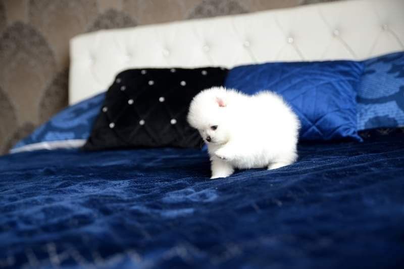 Pomeranian mini sunia biała