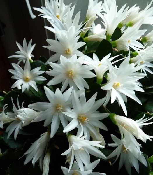 Рождественник різні сорта