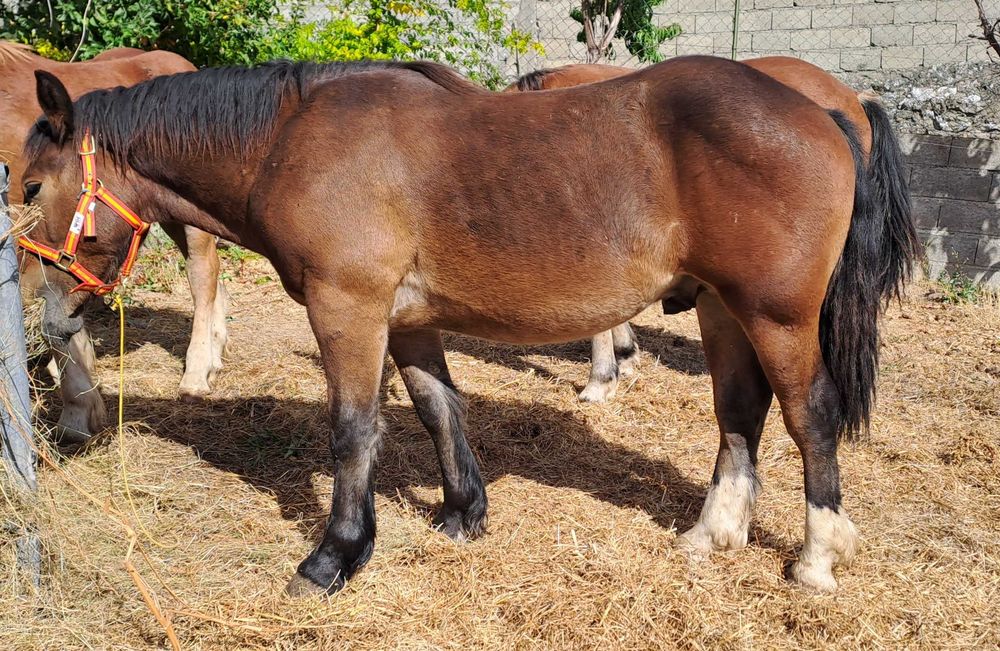 Vendo poldro Breton 2024 (13 meses)