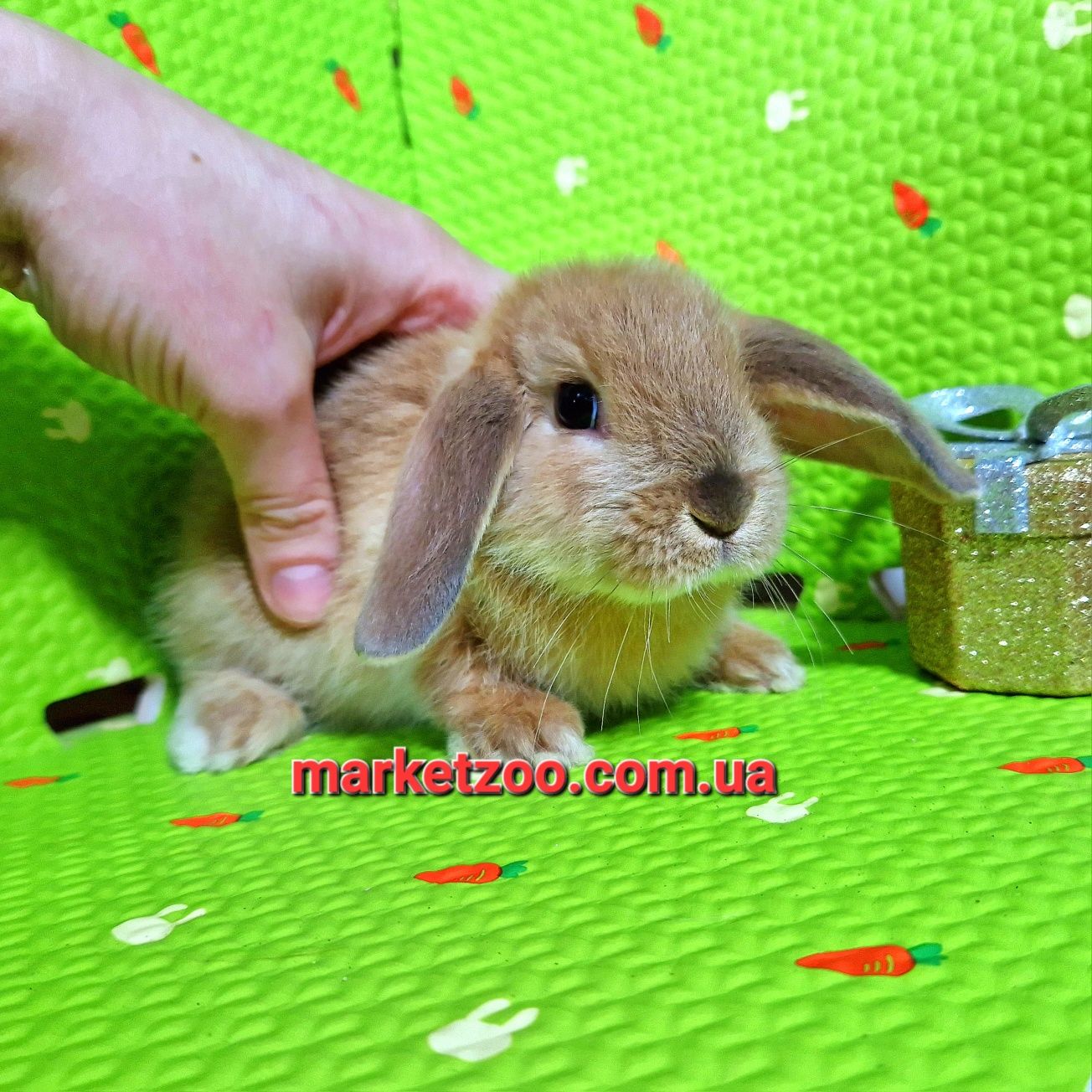 Мини кролик вислоухий баранчик рудий mini lop