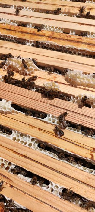 Silne, zdrowe rodziny pszczele czekają na Ciebie. Sezon 2026 otwarty!