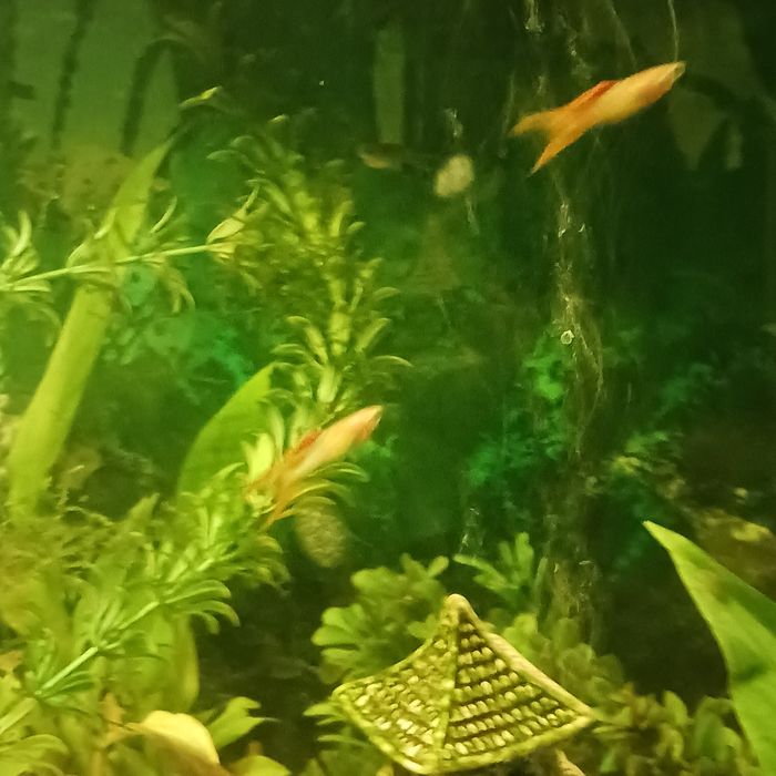 Ryby akwariumowe gubiki