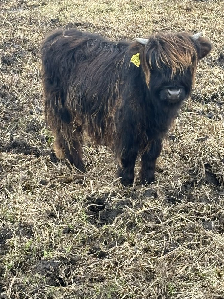 Bydło szkockie Highland Catlle