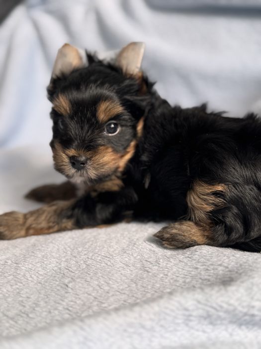 Yorkshire terrier piesek uci