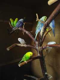 Papugi faliste tęczowe młode,