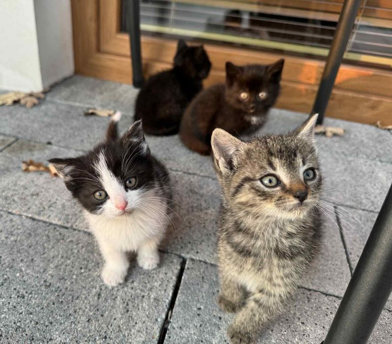 Urocze kotki szukają ciepłego domu