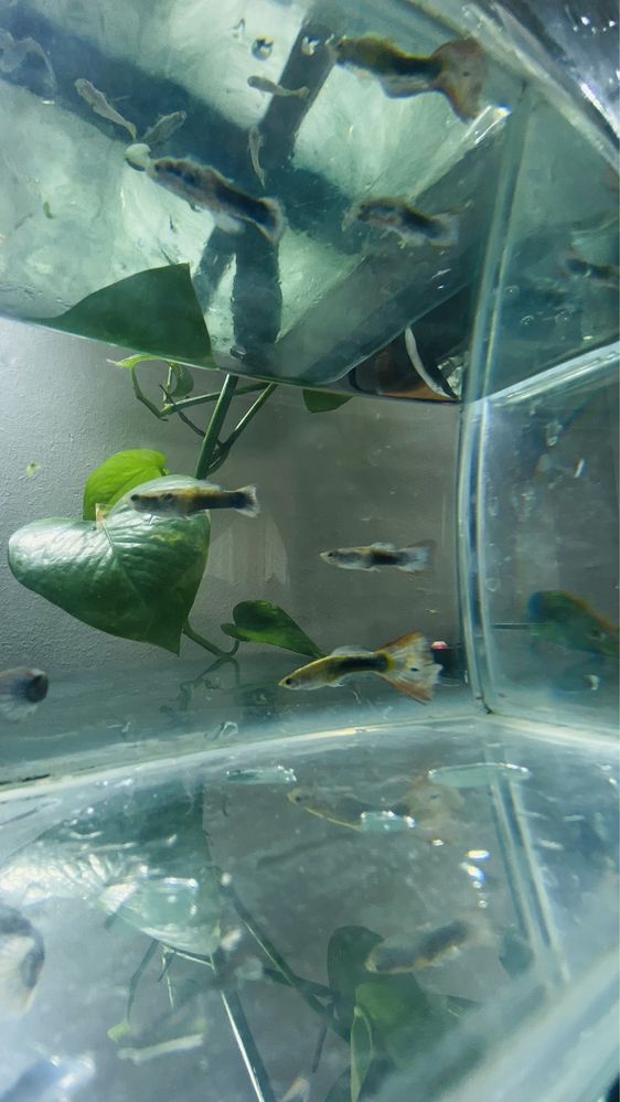 Guppys e camaroes neocaridina