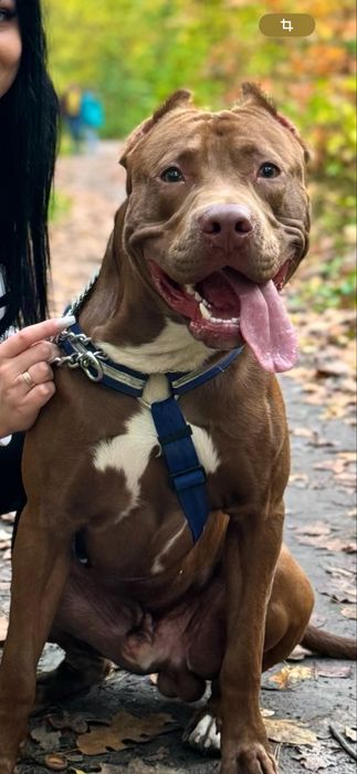 Американський пітбультерʼєр ВЯЗКА (пітбуль XL red nose)