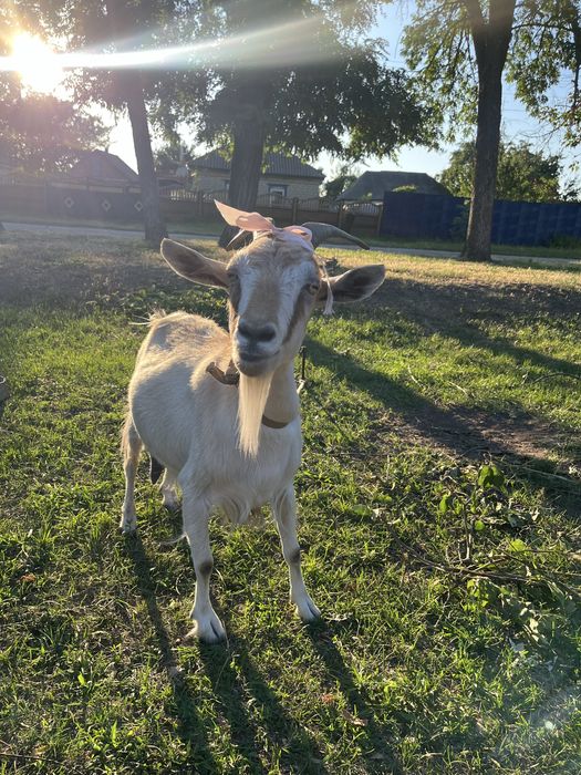 Продається козочка