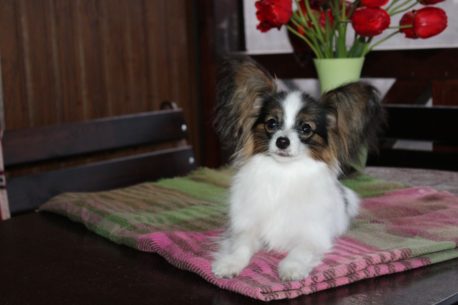 Papillon female tricolour pet Красива Папійон Дівчинка оф розплідник!