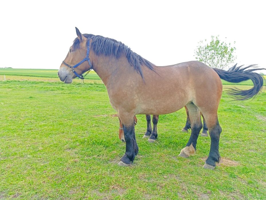 GNIADA klacz 3 lata GNIADOSROKATA klacz 7 lat CIEMNOGNIADA klacz 3 lat