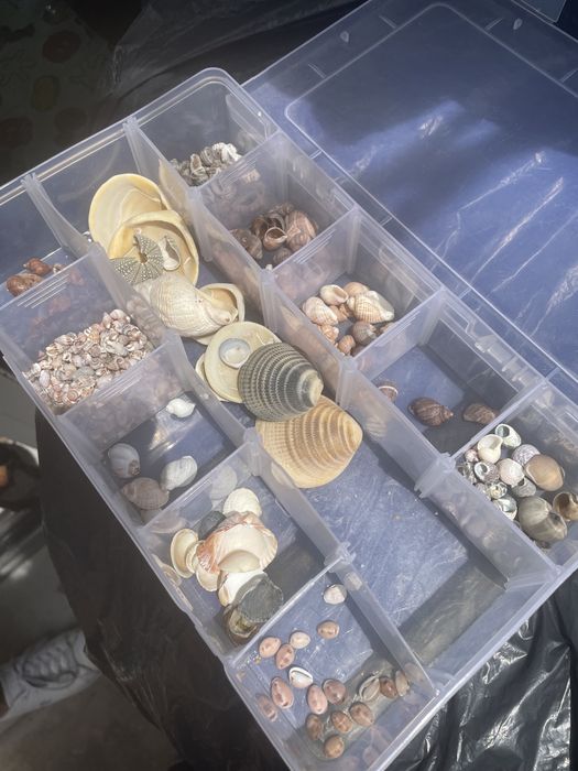 Búzios conchas e beijinhos