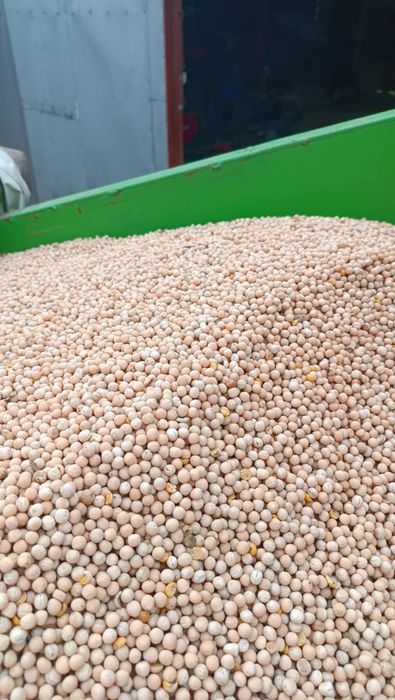 Sprzedam groch tegoroczny