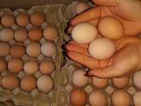 Продажа Инкубационного яйца Доминант Голоший (несушка)