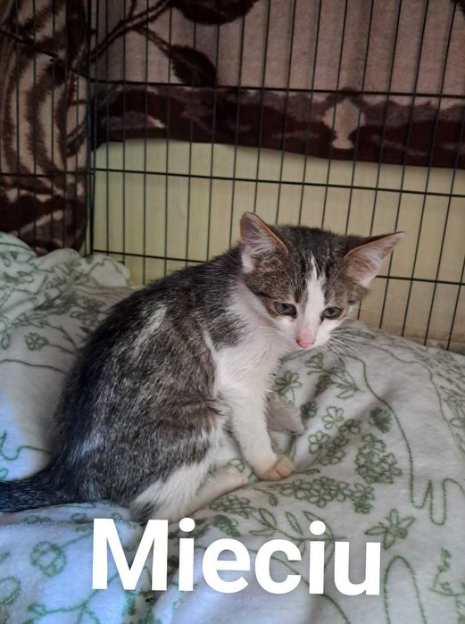 Kociaki szukaja nowego domku