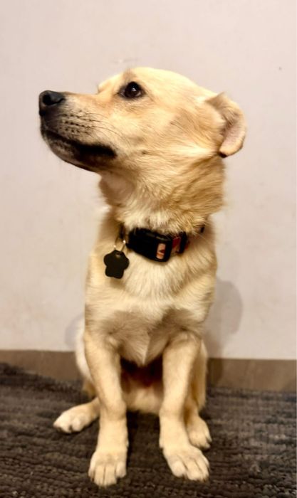 Z cieplego domu do zimnego kojca. Pilna adopcja!!!