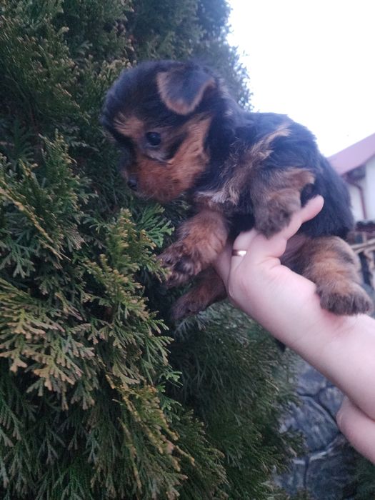 Продається міні йорк