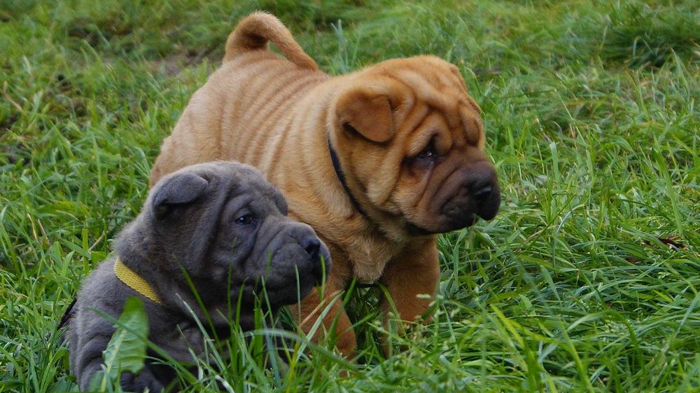 Eter Shar pei, szczenięta,  rudy samiec z rodowodem,rodzice import FCI