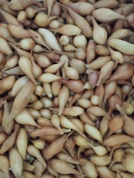 Цибулька на посадку різної фракції