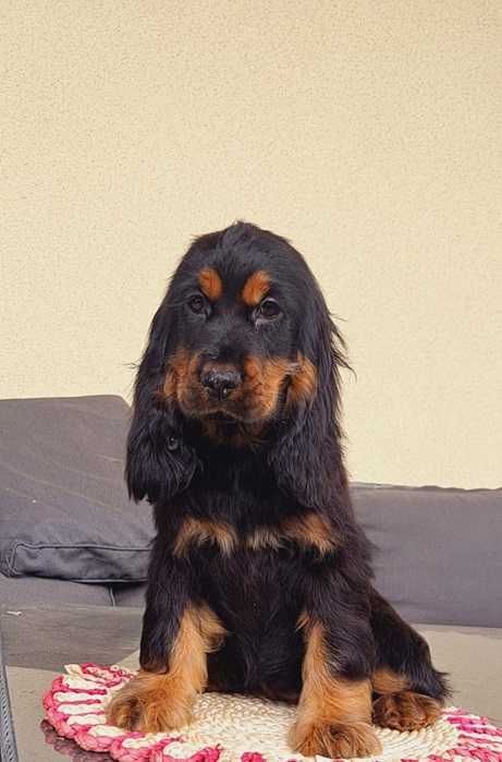 Cocker spaniel suczka czarno złota