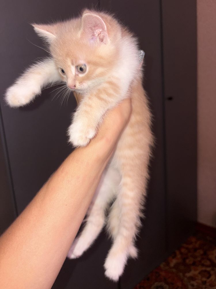 Котик хлопчик 1,5 місяці