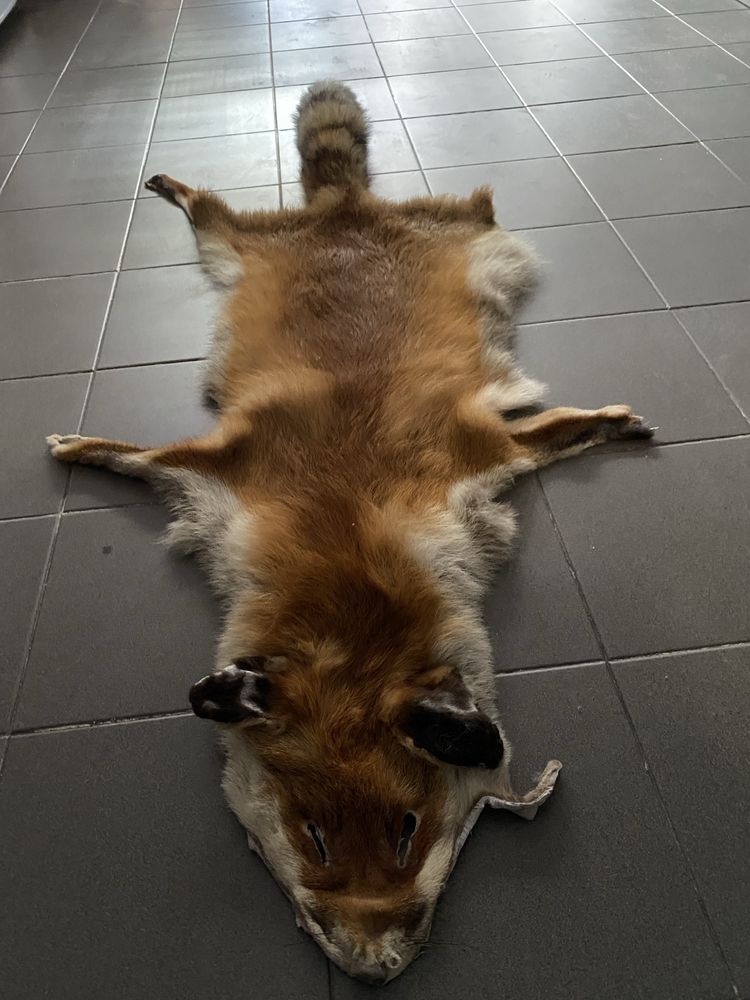 Tapete de pele de raposa vermelha