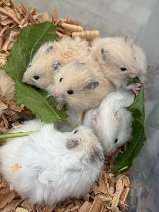 Хомʼячки королівські