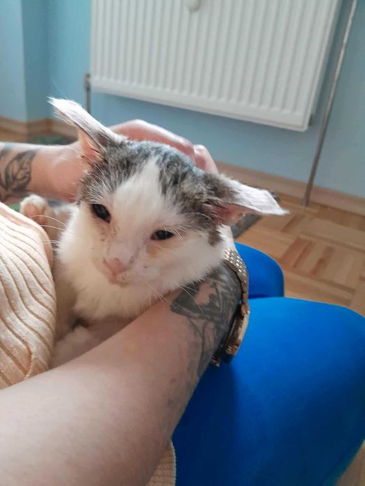 Xena - cudna kicia szuka domku