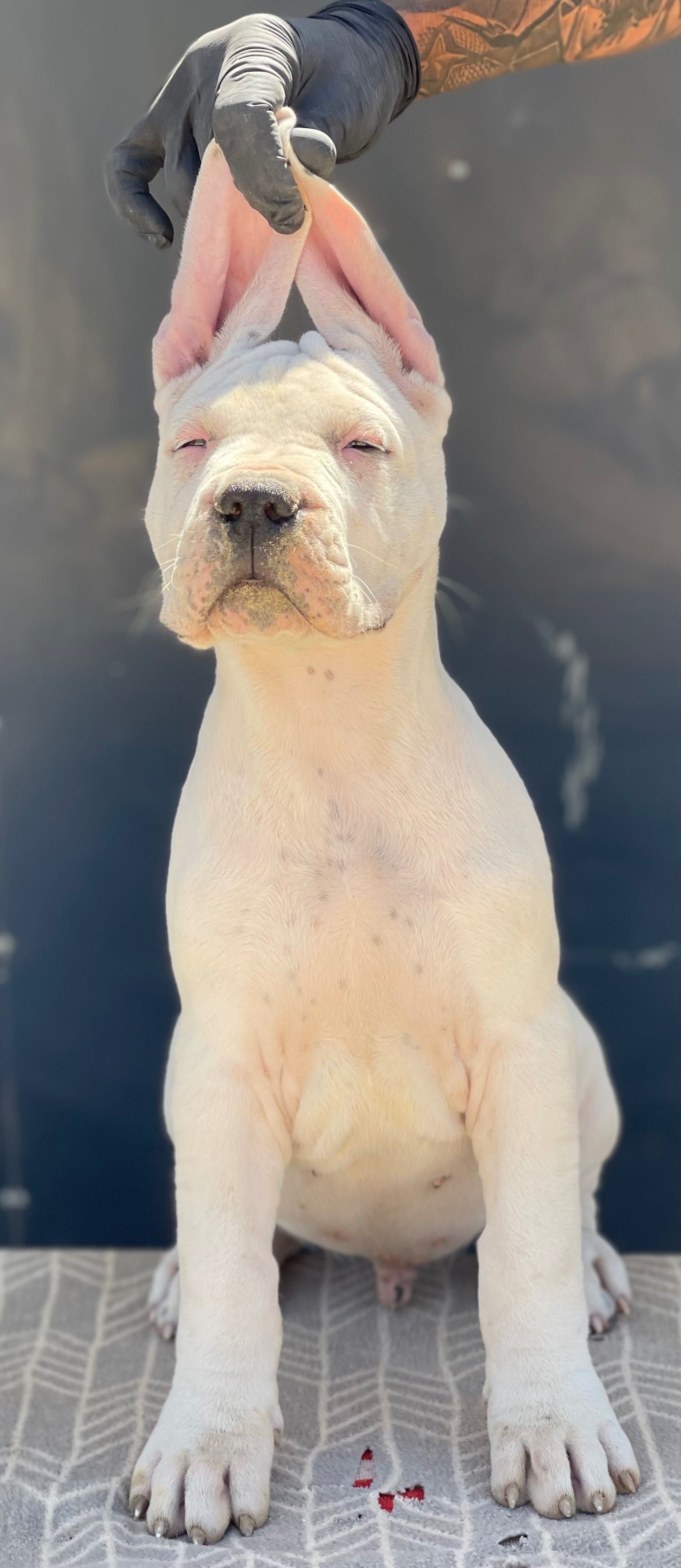 Dogo Argentino Cachorro