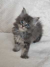 Kocurek Maine Coon - Grey